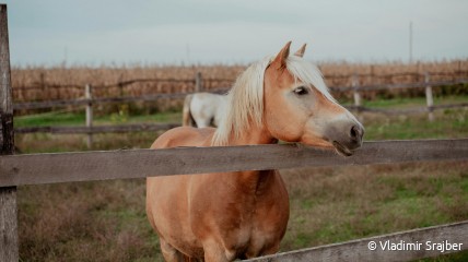 Ontdek de Voordelen van Paardenmelk bij Paardenmelkerij 't Groeske