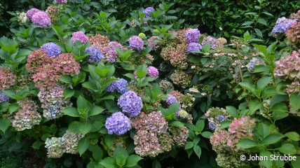 Hydrangea wandeling in de Plantentuin van Merksplas, ‘de kleine boerderij’