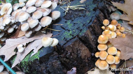 Geleide paddenstoelenwandeling in het Zoerselbos