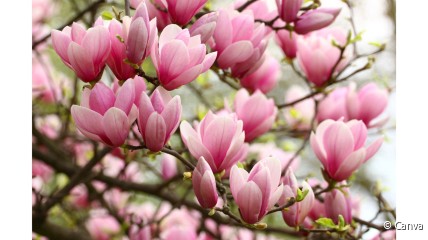 Geleide magnoliawandeling in het Rivierenhof