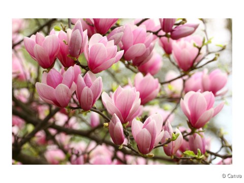 Magnolia